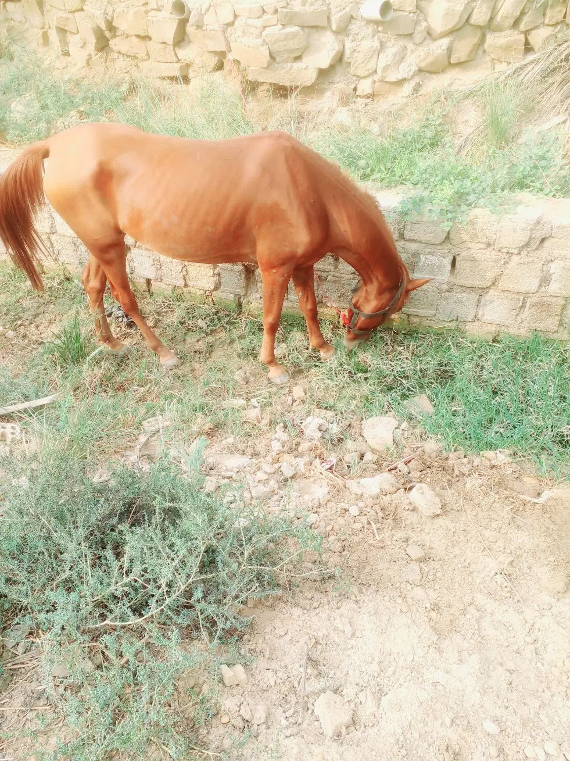اسب|اسب و تجهیزات اسب‌سواری|شادگان, |دیوار
