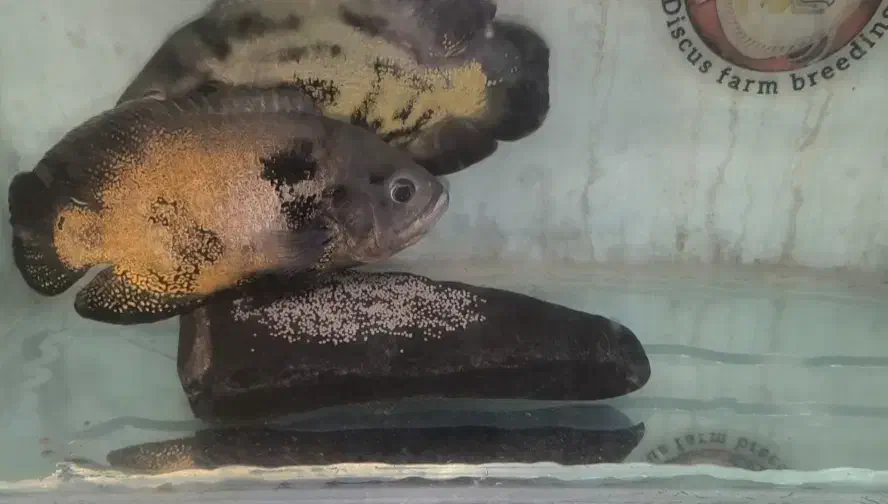 جفت ماهی اسکار|ماهی|مشهد, انقلاب|دیوار