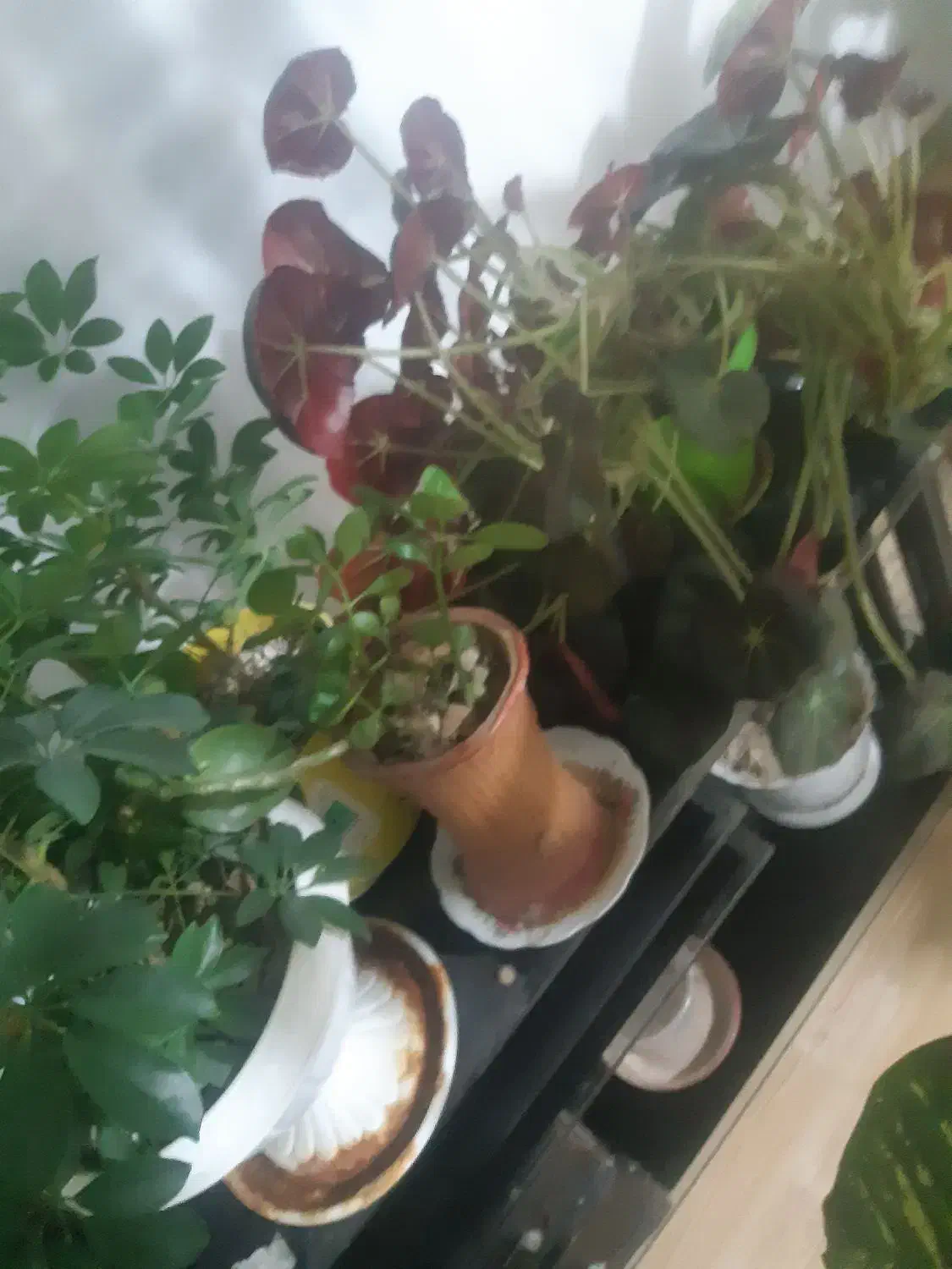 سلام یه تعداد گل کاج ویه تعداد گل زیاد به فروش|گل و گیاه طبیعی|سرپل ذهاب, |دیوار