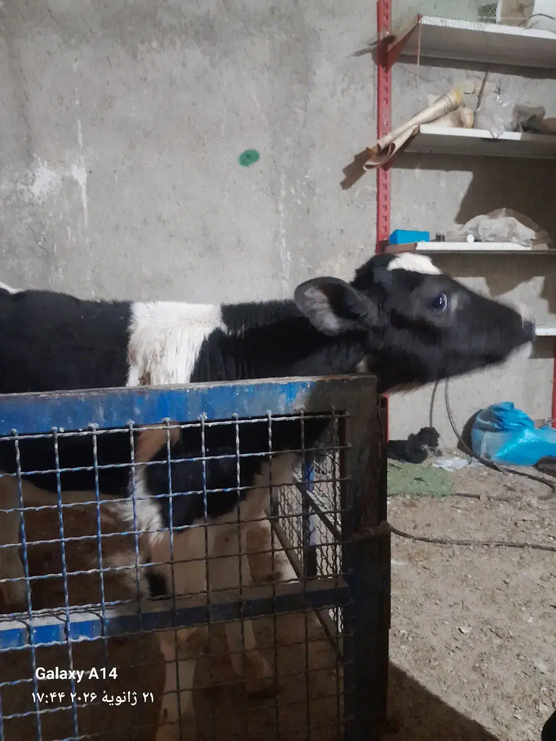 گوساله ماده هلشتاین|حیوانات مزرعه|جوادآباد, |دیوار