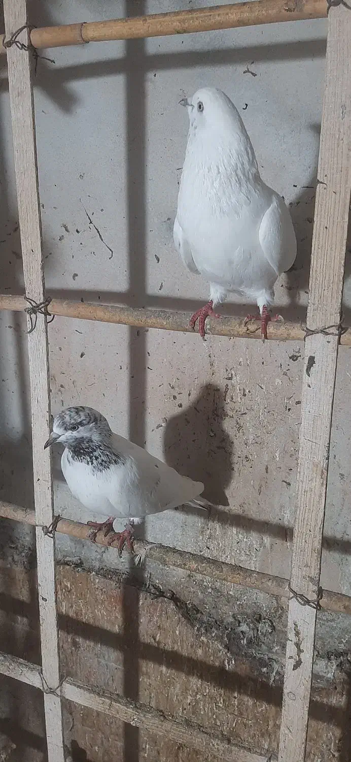 تعدادی کبوتر نر و ماده|پرنده|چالوس, |دیوار