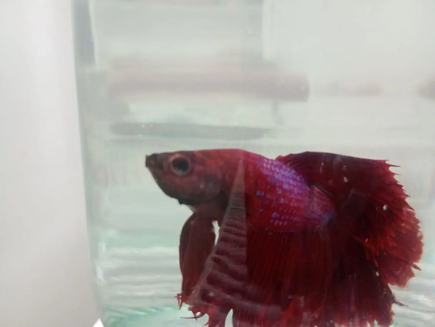 ماهی|ماهی|نیشابور, شهرک بهداری|دیوار