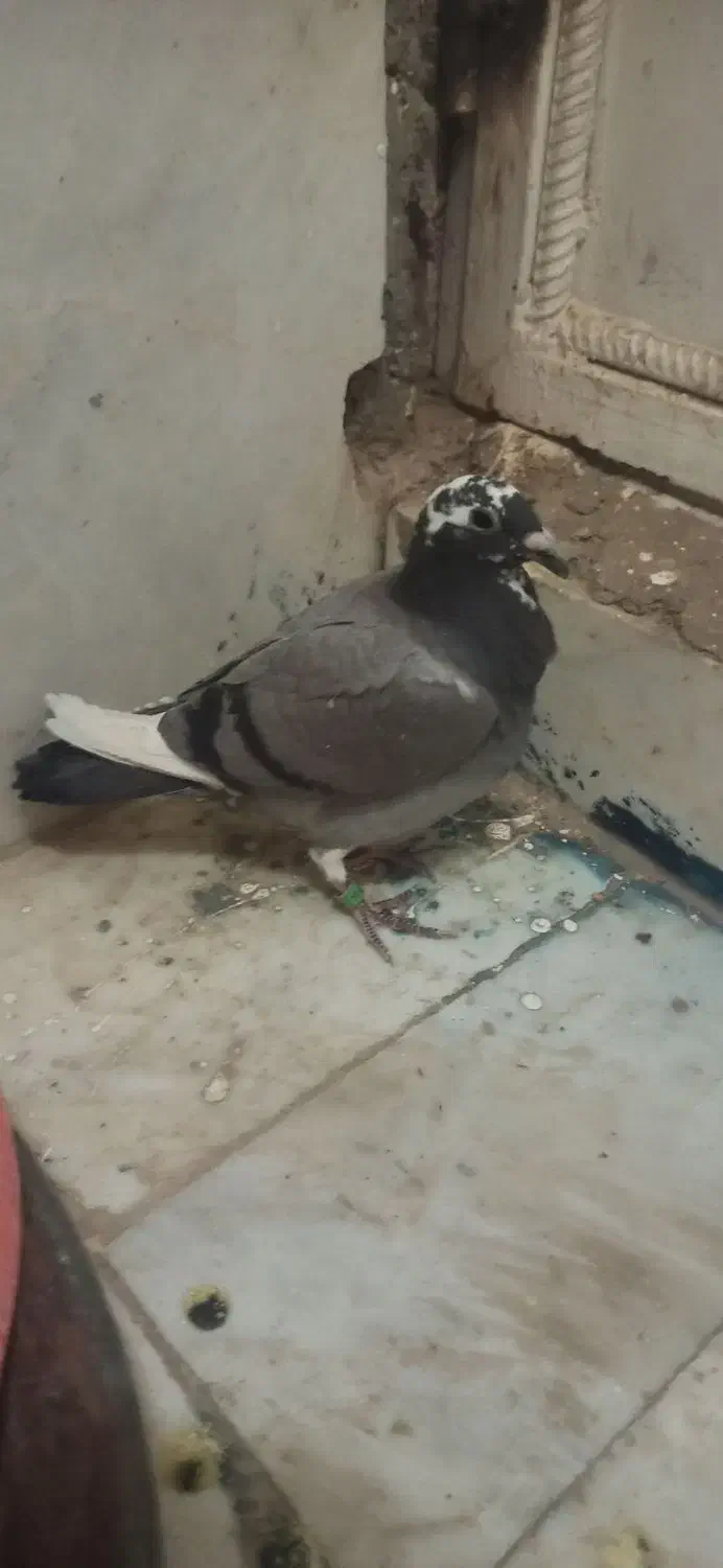 جوجه ابلغ نر|پرنده|زاهدان, |دیوار