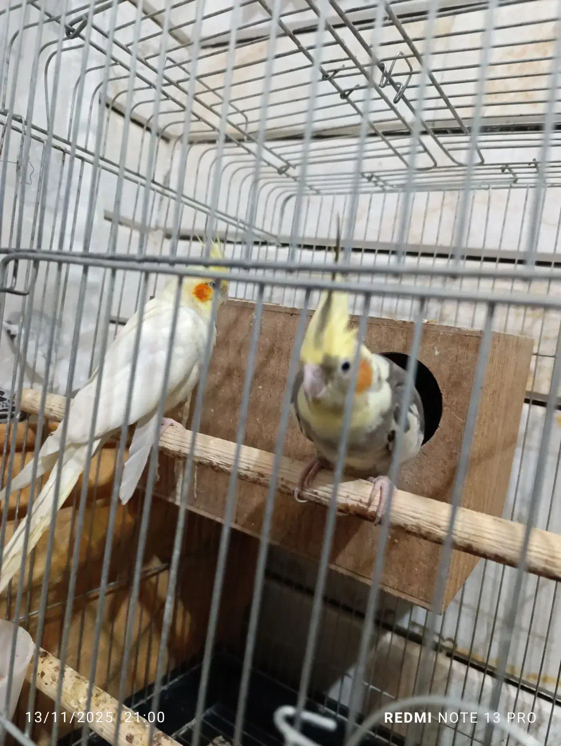 عروس هلندی مولد|پرنده|پیشوا, |دیوار