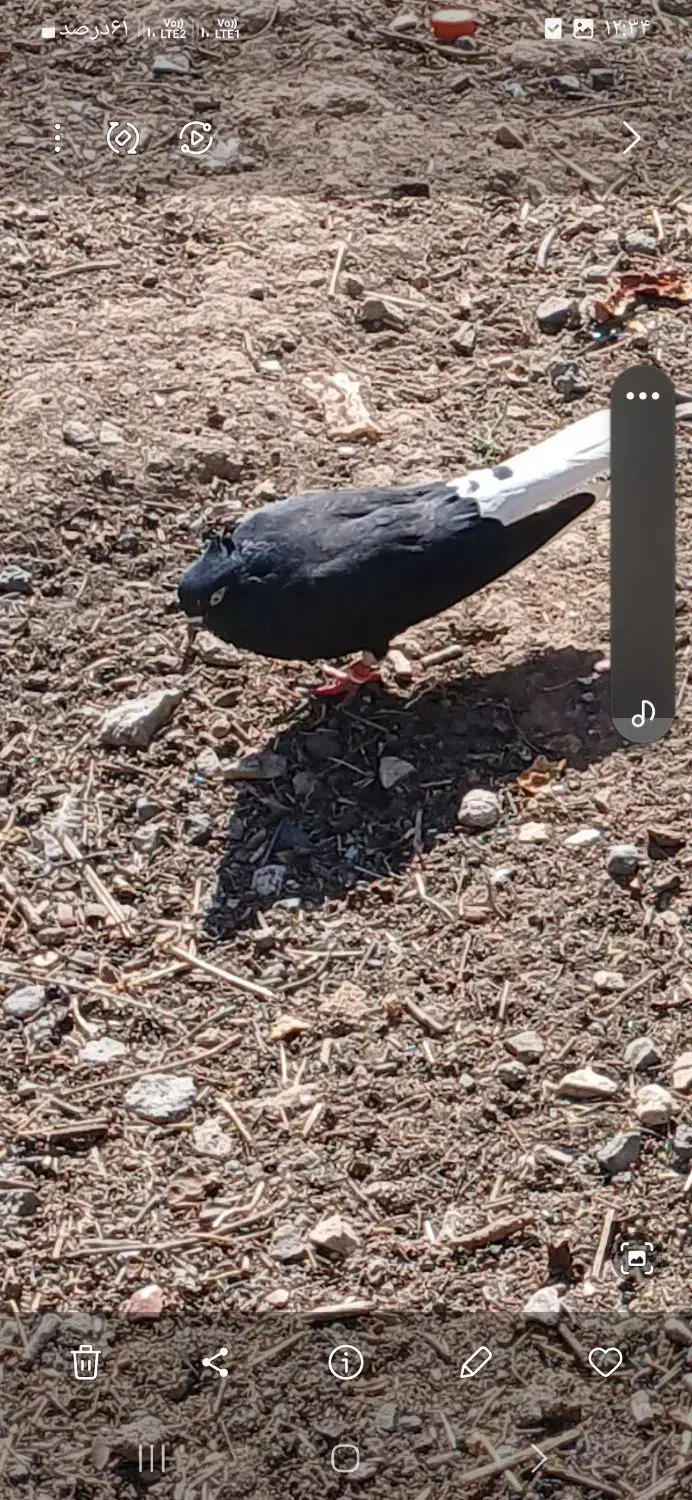 کبوتر دم سفید|پرنده|زرندیه, |دیوار