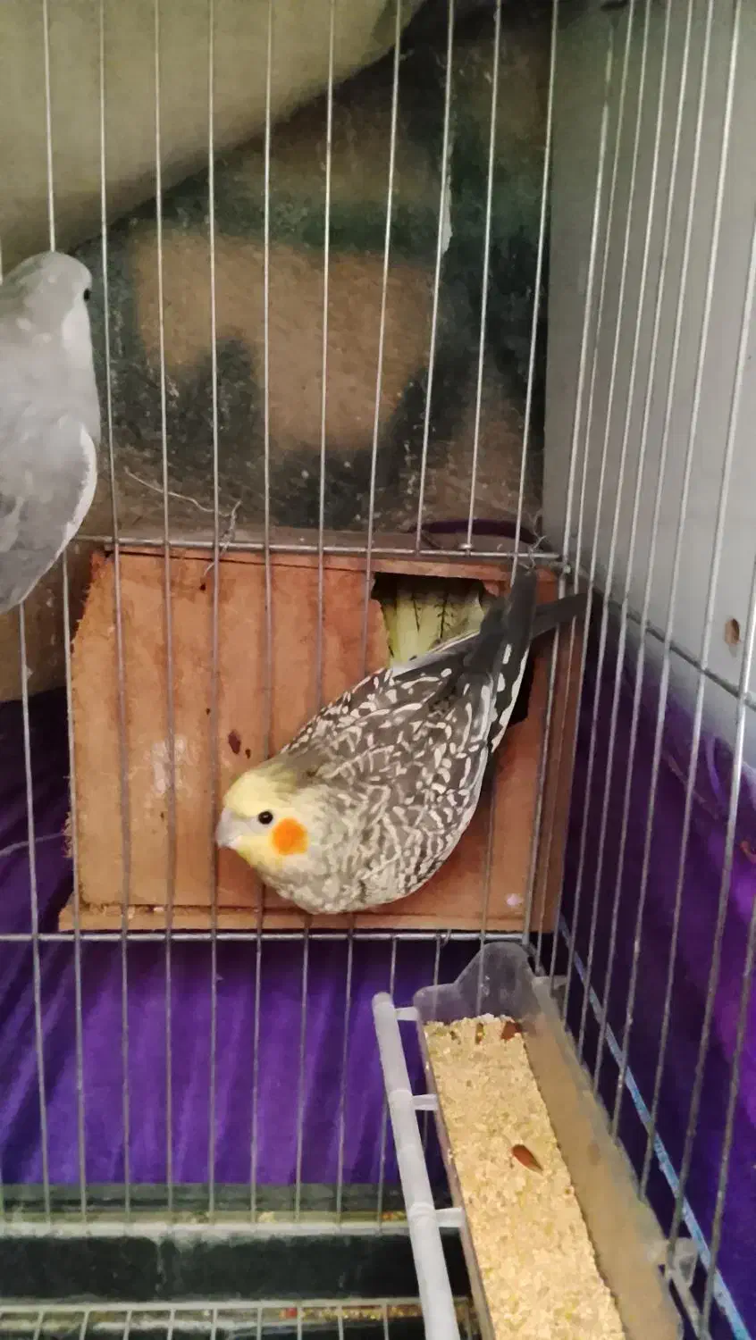 عروس هلندی|پرنده|پاکدشت, پاکدشت (مامازند)|دیوار