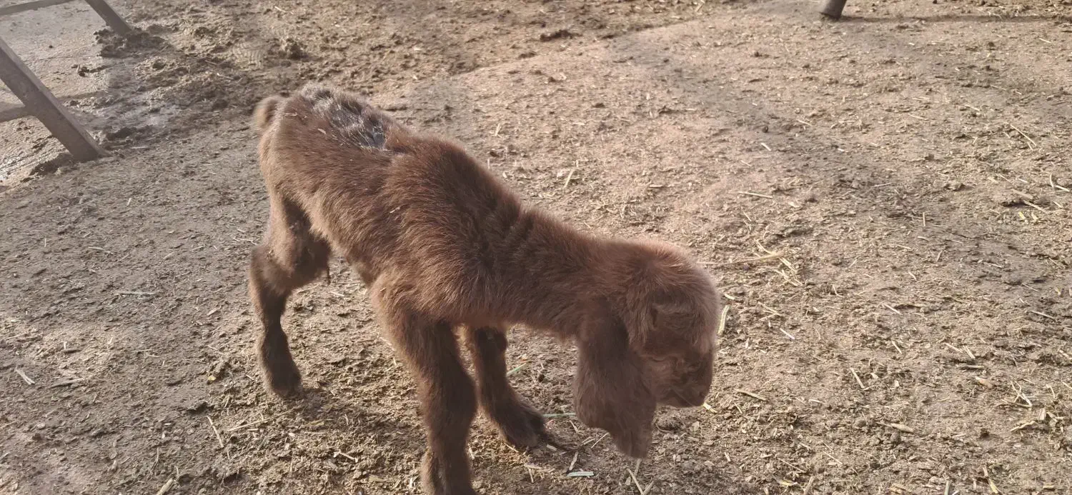 بز  شیری|حیوانات مزرعه|بندر ماهشهر, |دیوار