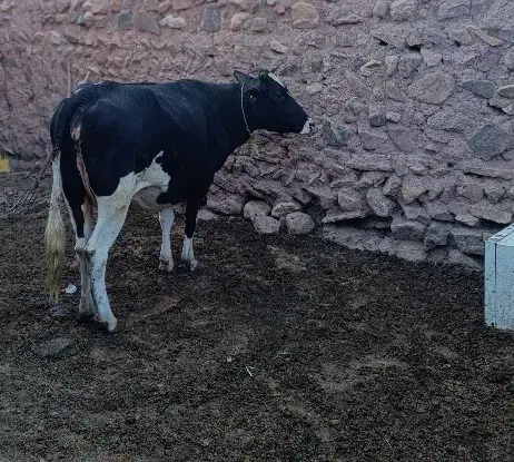 گاو دورگه|حیوانات مزرعه|چاراویماق, |دیوار
