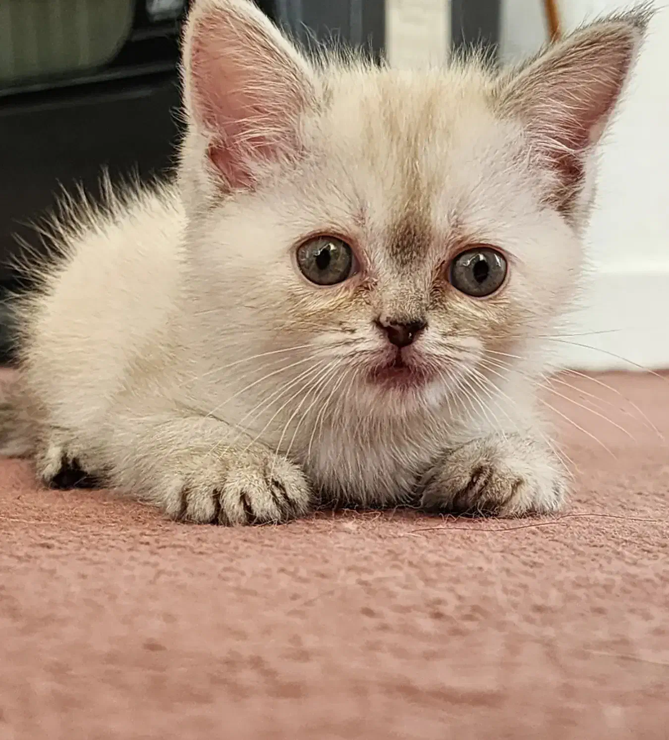 گربه میکس پرشین اسکاتیش|گربه|نیشابور, شهرک پردیس|دیوار