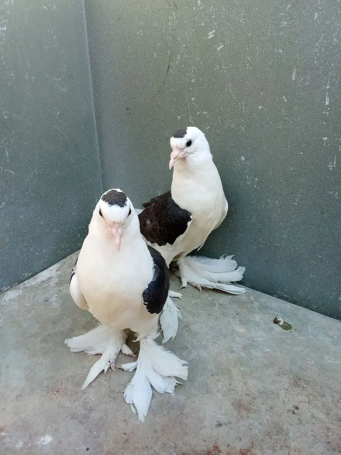 طوقی.دم سیاه.ساده سیاه معاوضه با طوقی ماده|پرنده|ایرانشهر, |دیوار