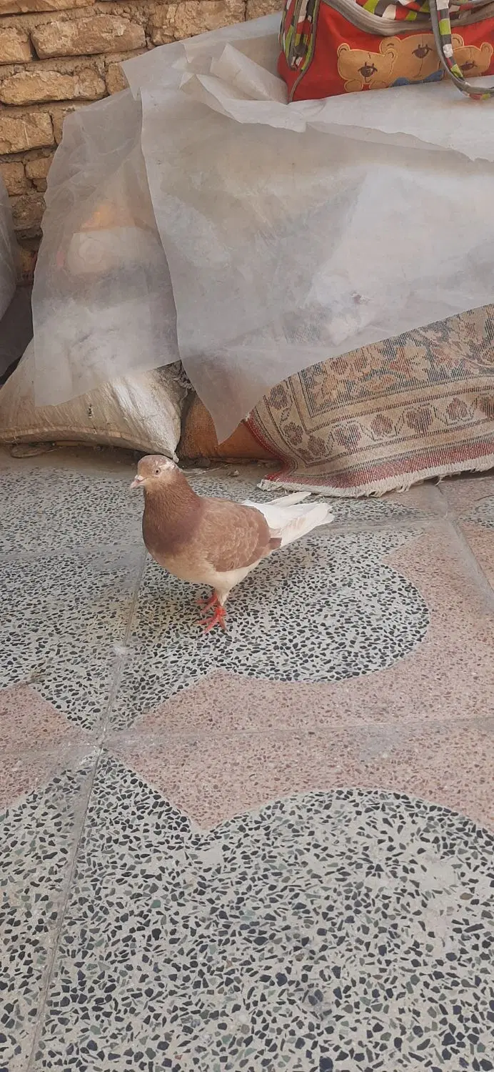 کبوتر|پرنده|خمینی‌شهر, |دیوار