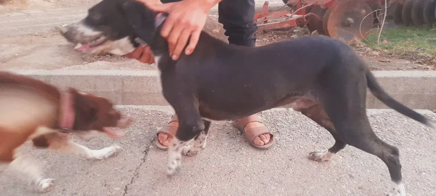 توله سگ دنبالانی حرفی واکسن خورده|سگ|گلی داغ, |دیوار