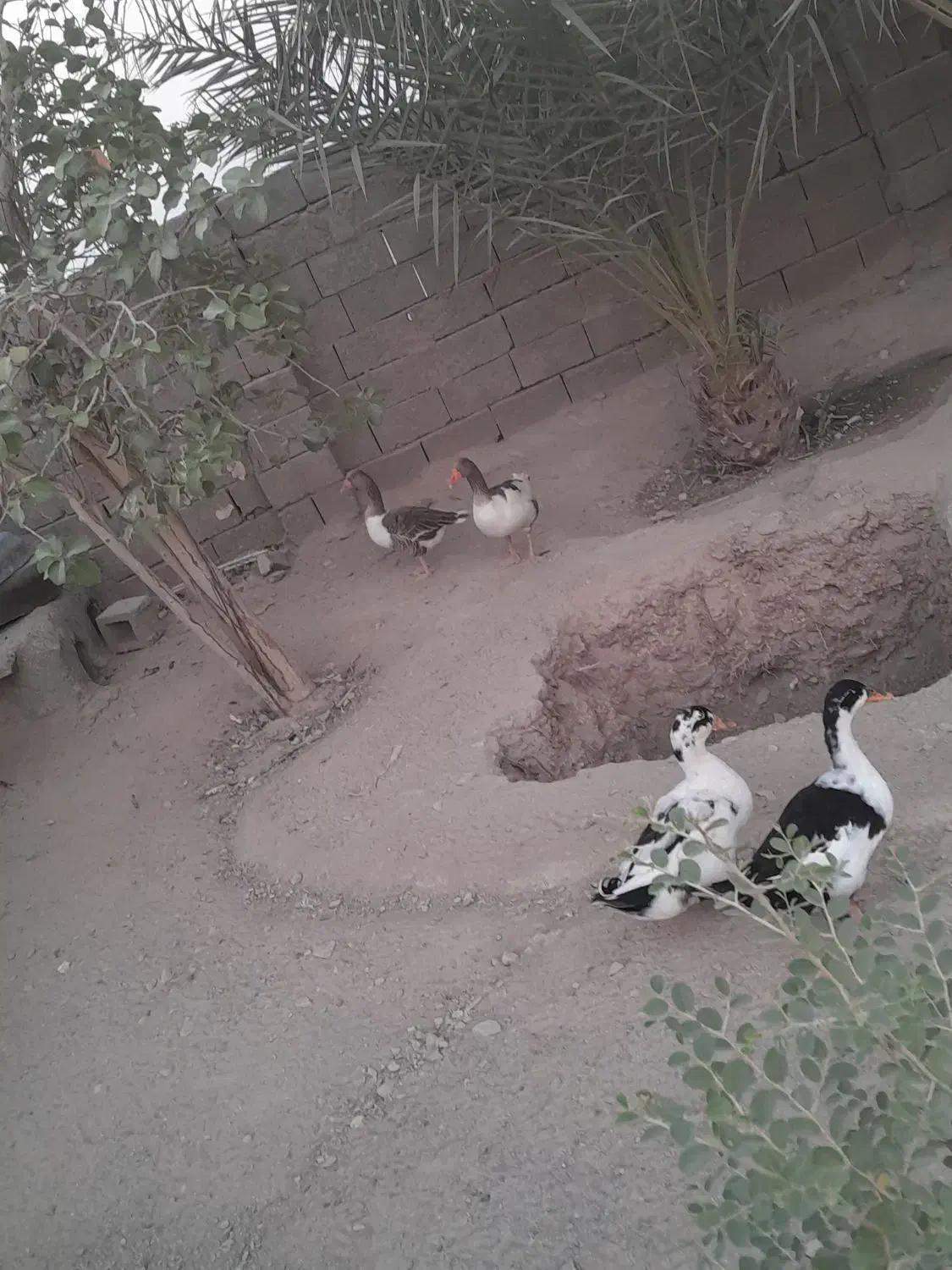 غاز و اردک|حیوانات مزرعه|مهران (هرمزگان), |دیوار