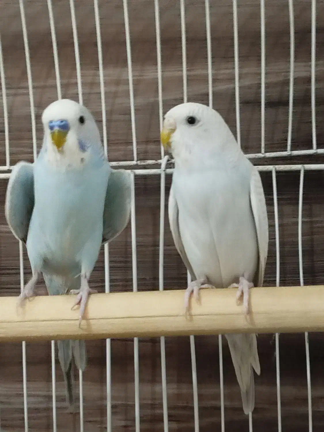 مرغ عشق بالغ|پرنده|صدرا-فارس, فاز ۱|دیوار