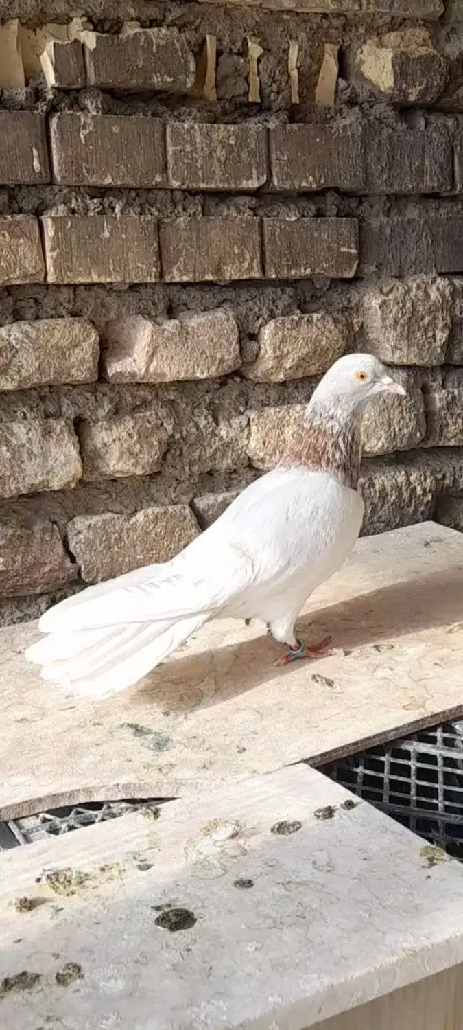 پتی واله پاکستانی خون پاک (جفت)|پرنده|اصفهان, دنارت|دیوار