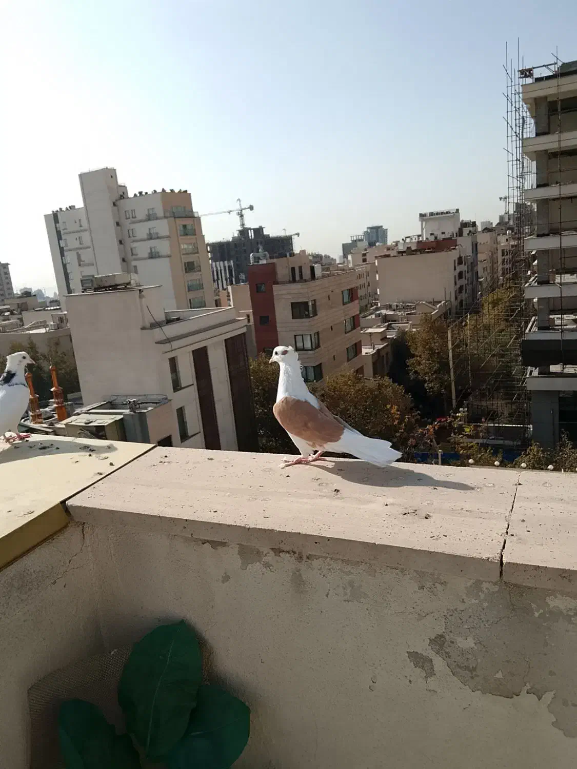 کفتر|پرنده|تهران, زعفرانیه|دیوار