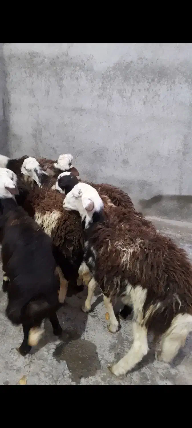 بره قوچهای پلنگی ،کله سفید|حیوانات مزرعه|بروجرد, |دیوار