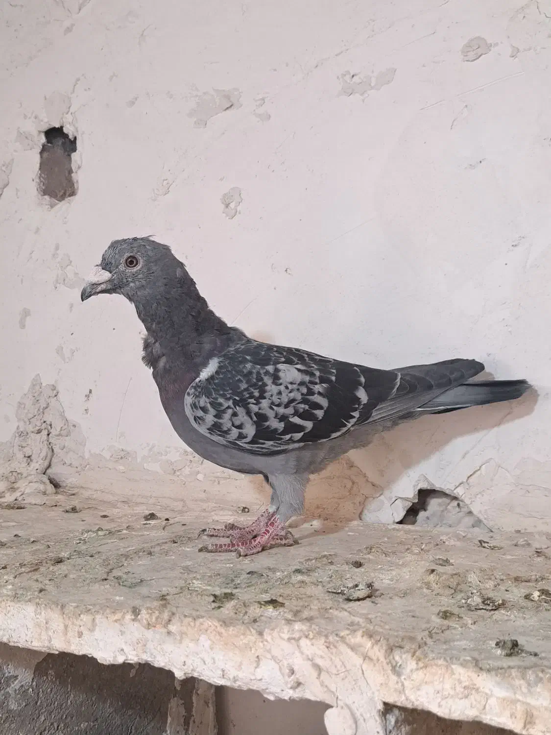 کفتر المانی|پرنده|زابل, |دیوار