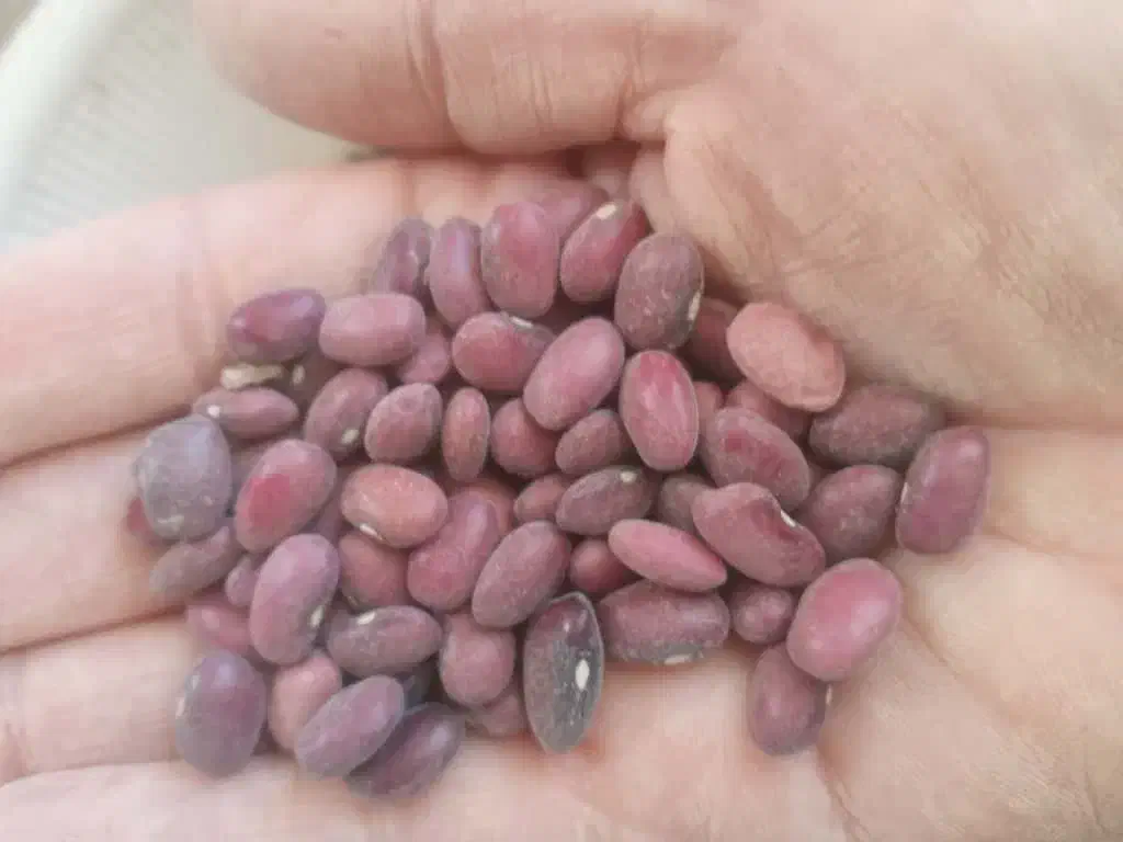 لوبیا قرمز|خوردنی و آشامیدنی|باغ بهادران, |دیوار