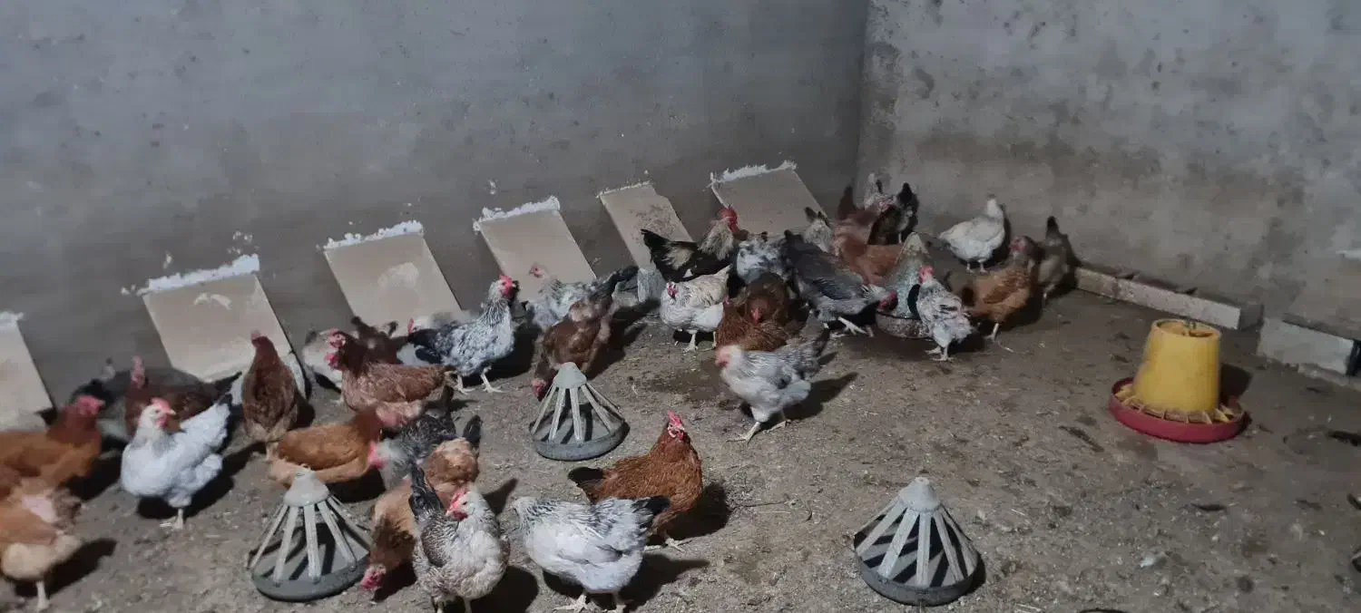 مرغ تخمگذار|حیوانات مزرعه|کاشمر, |دیوار