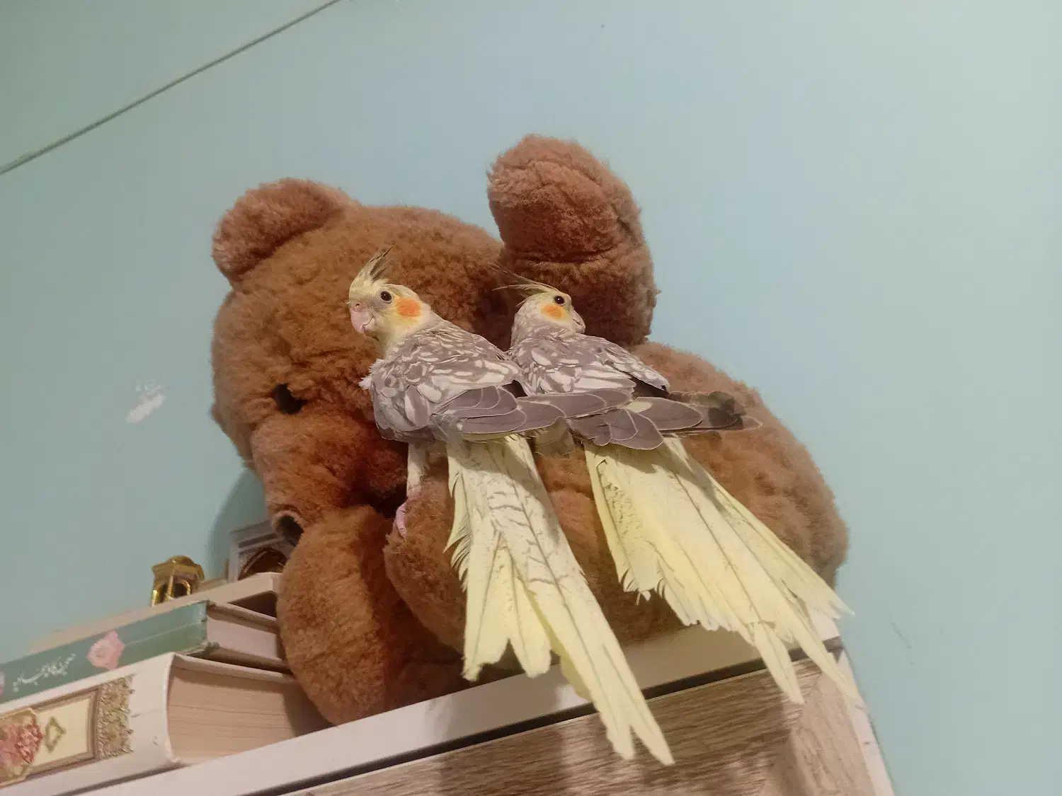 عروس هلندی زیبا|پرنده|گالیکش, |دیوار