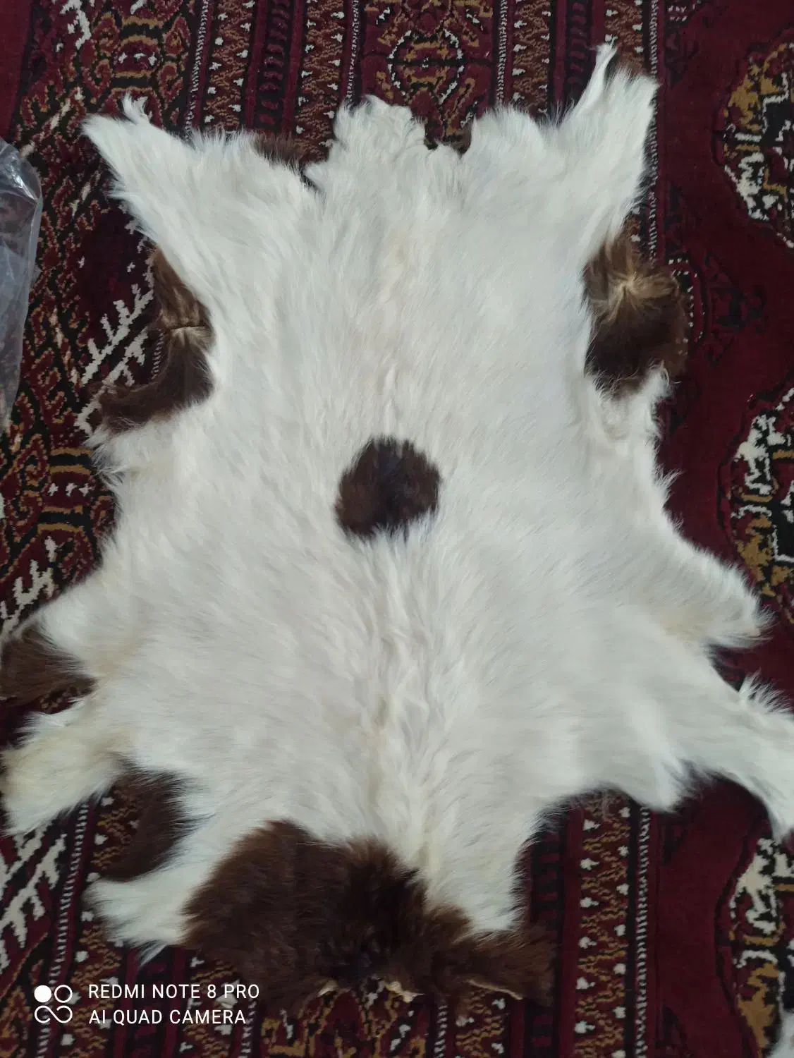 پوست گوسفند و گاو|صنایع دستی و سایر لوازم تزئینی|آق قلا, |دیوار