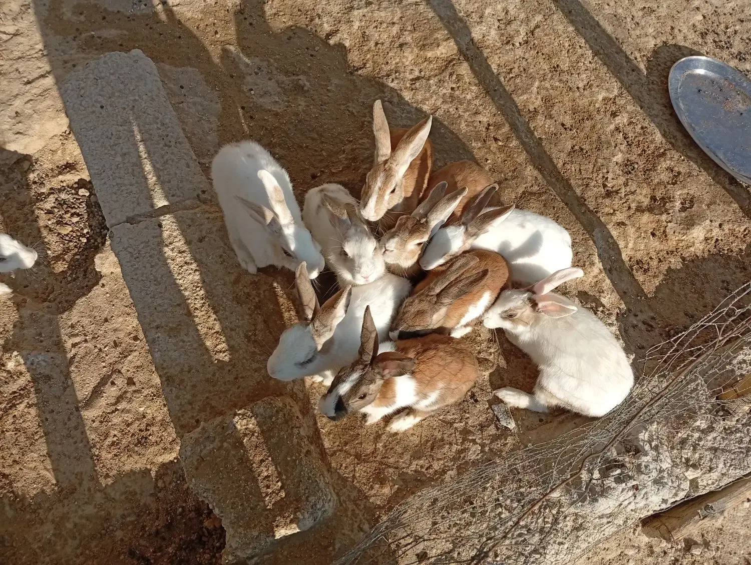 خرگوش|موش و خرگوش|لامرد, |دیوار