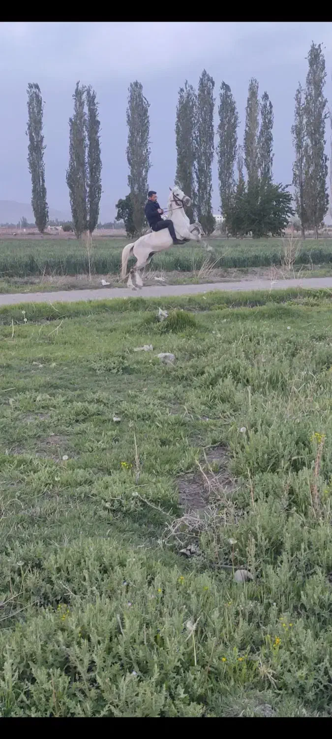 اسب مادیان به همراه کره نریان|اسب و تجهیزات اسبسواری|خوی, |دیوار