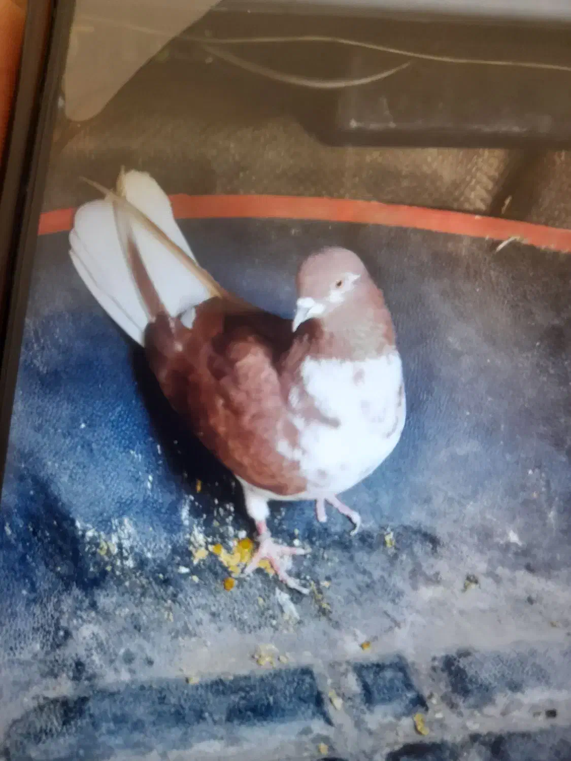 کفتر رنگی دوکتی و دم سفید و پلاس و پرشی....|پرنده|قم, دروازه ری|دیوار