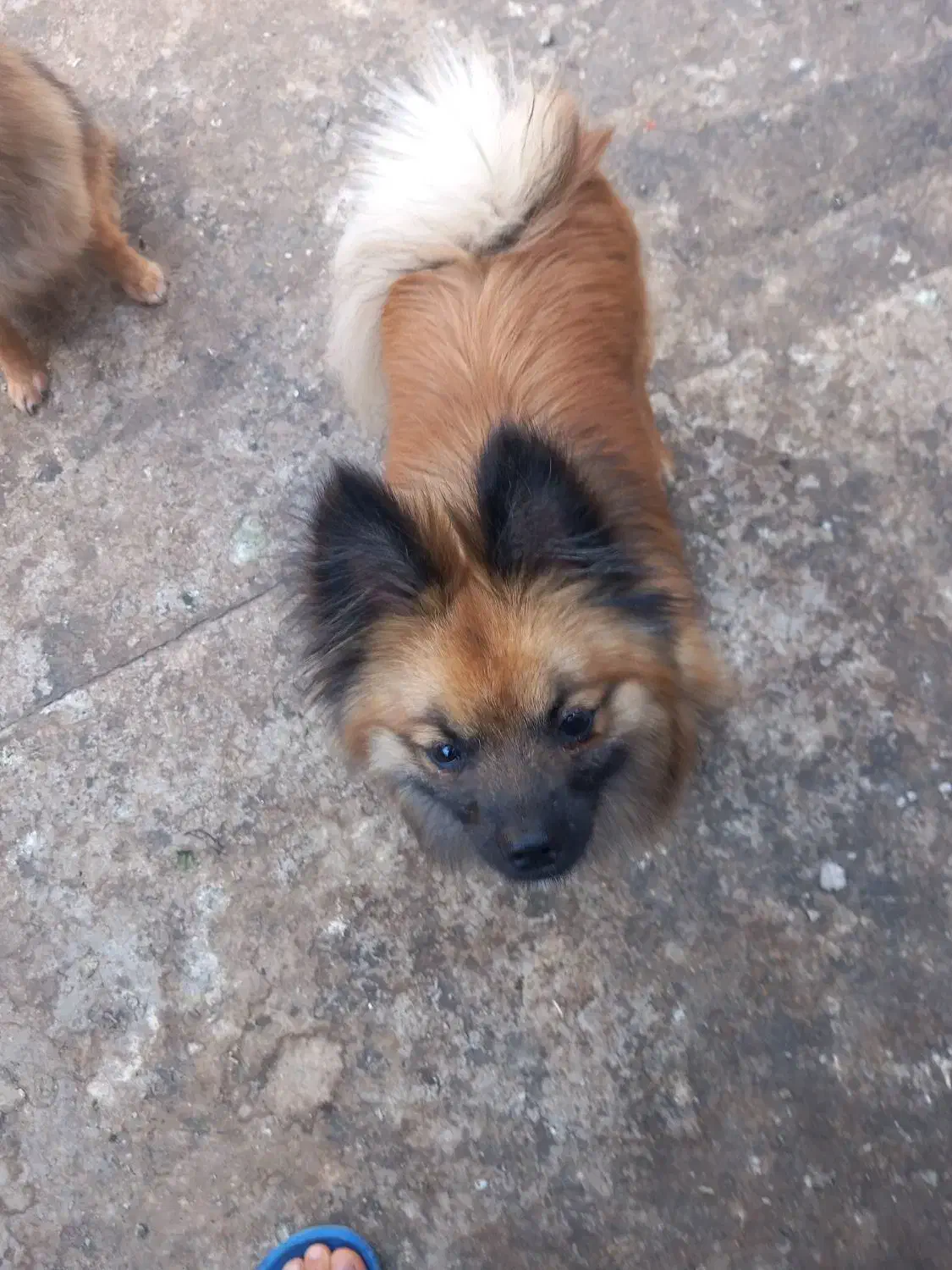 گمشده،مژدگانی خوبی میدم|حیوانات|محمدشهر, محمدشهر|دیوار