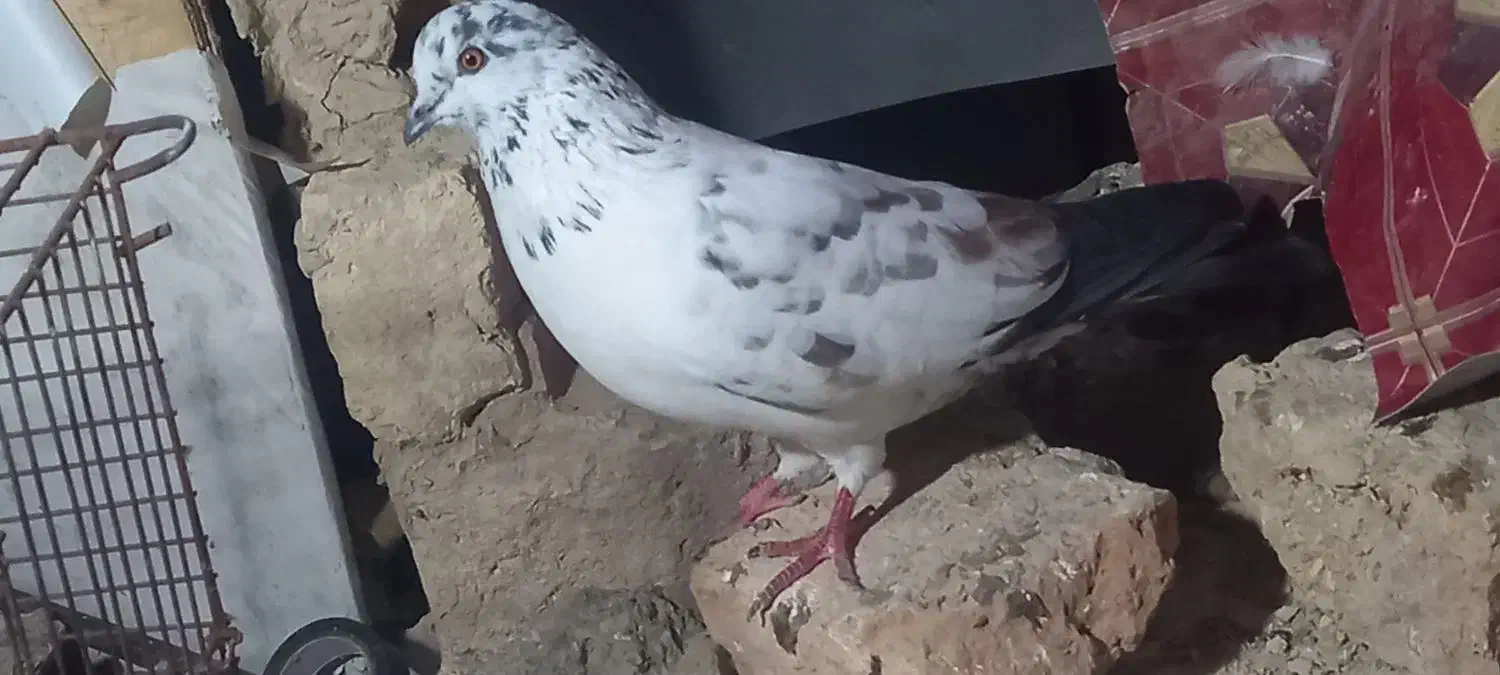 کبوتر|پرنده|گرگان, |دیوار