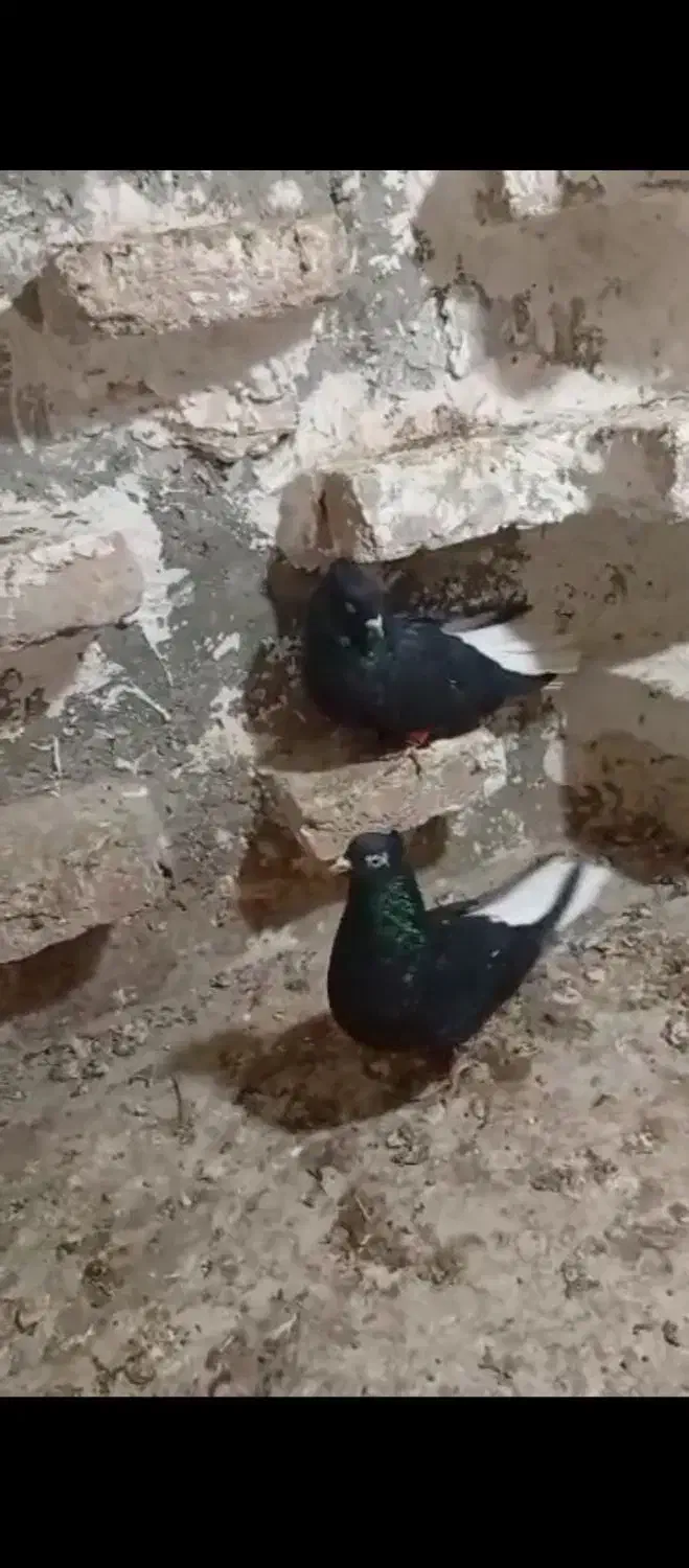 جفت زاغ دم سفید|پرنده|دورود, |دیوار