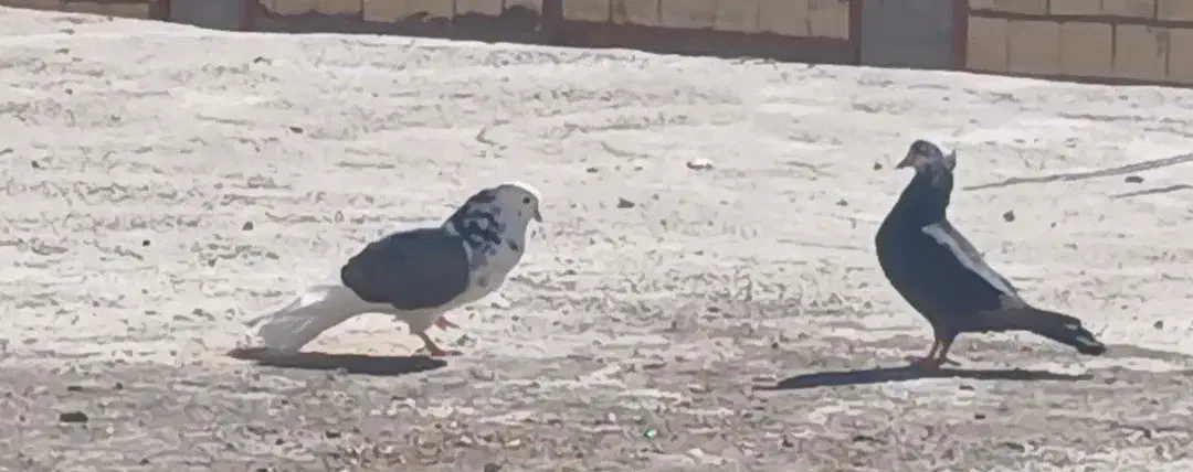 پرنده|پرنده|کوهرنگ, |دیوار