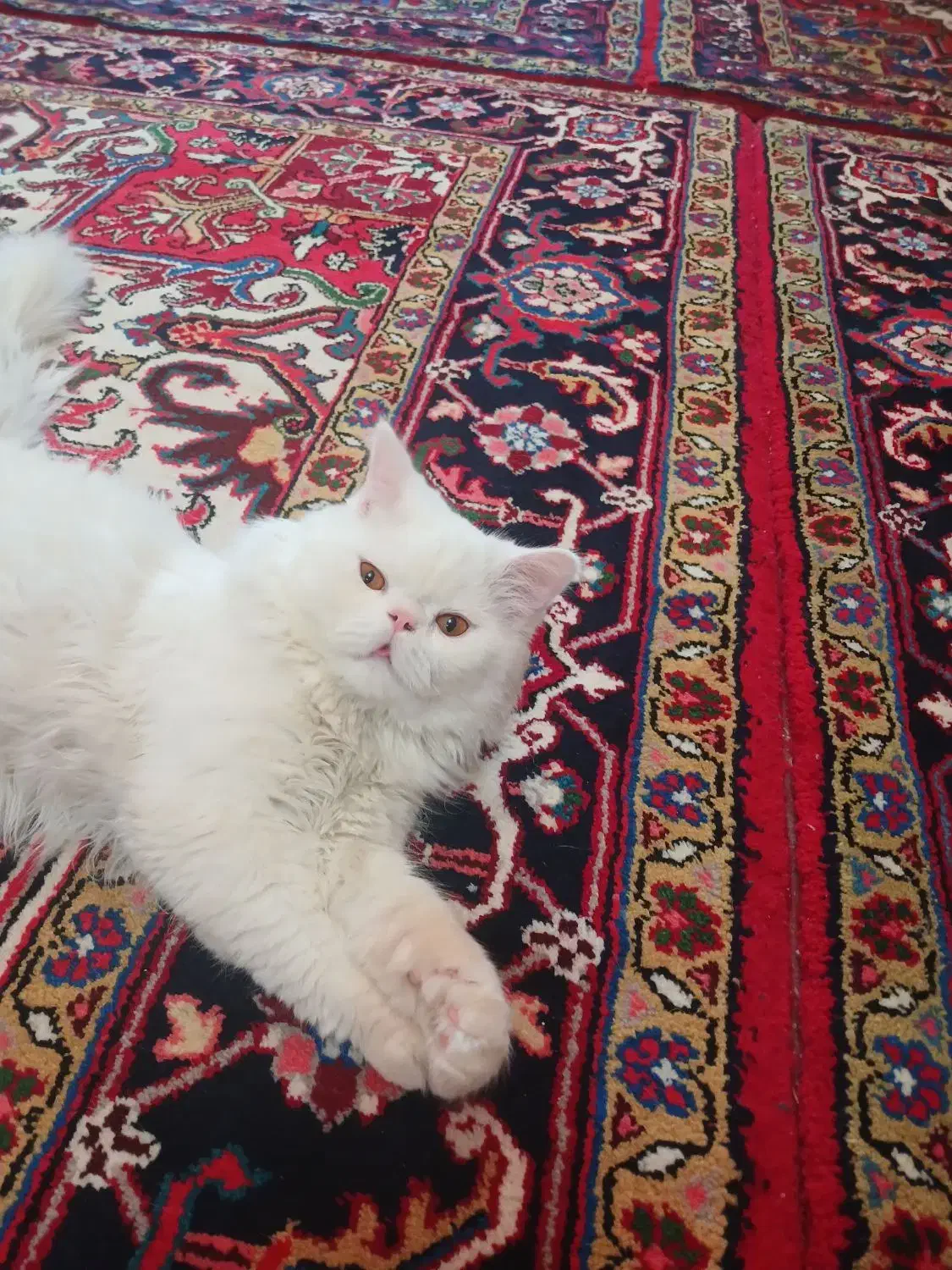 حیوانات|گربه|تبریز, |دیوار