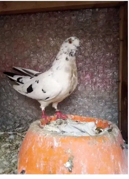 پرنده|حراج|ایذه, |دیوار