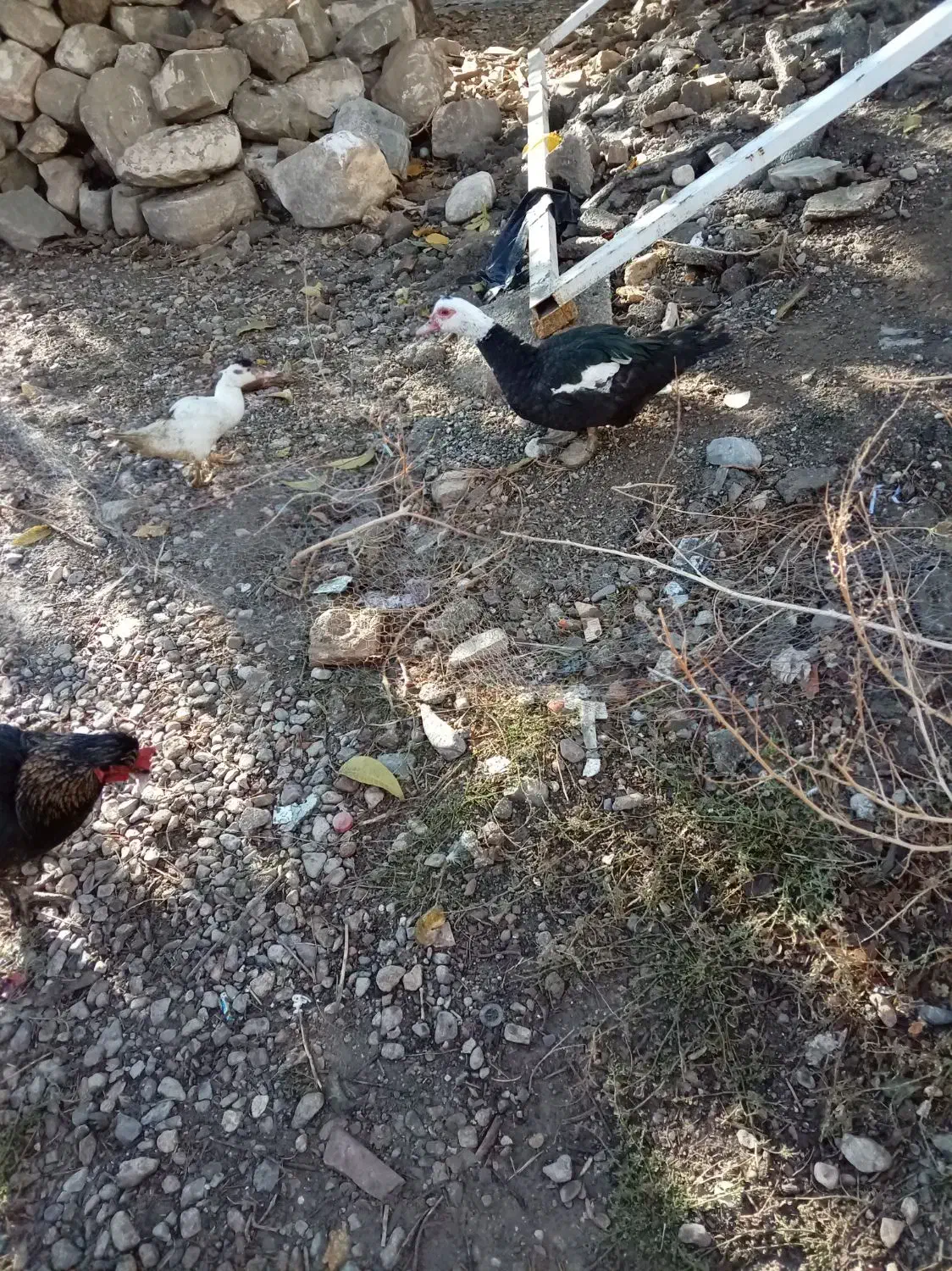 اوردک روسی نقراه ای و سفید سیاه|حیوانات مزرعه|سیلوانه, |دیوار