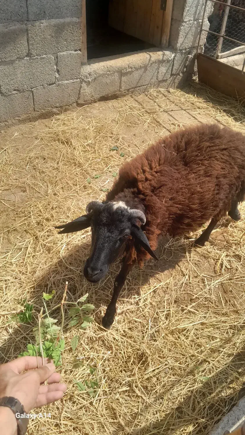 گوسفند نر فروشی کاملا اهلی|حیوانات مزرعه|سنگر, |دیوار