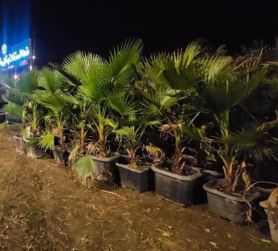 دنیای پالم|خدمات باغبانی و درختکاری|لاهیجان, طالقانی|دیوار