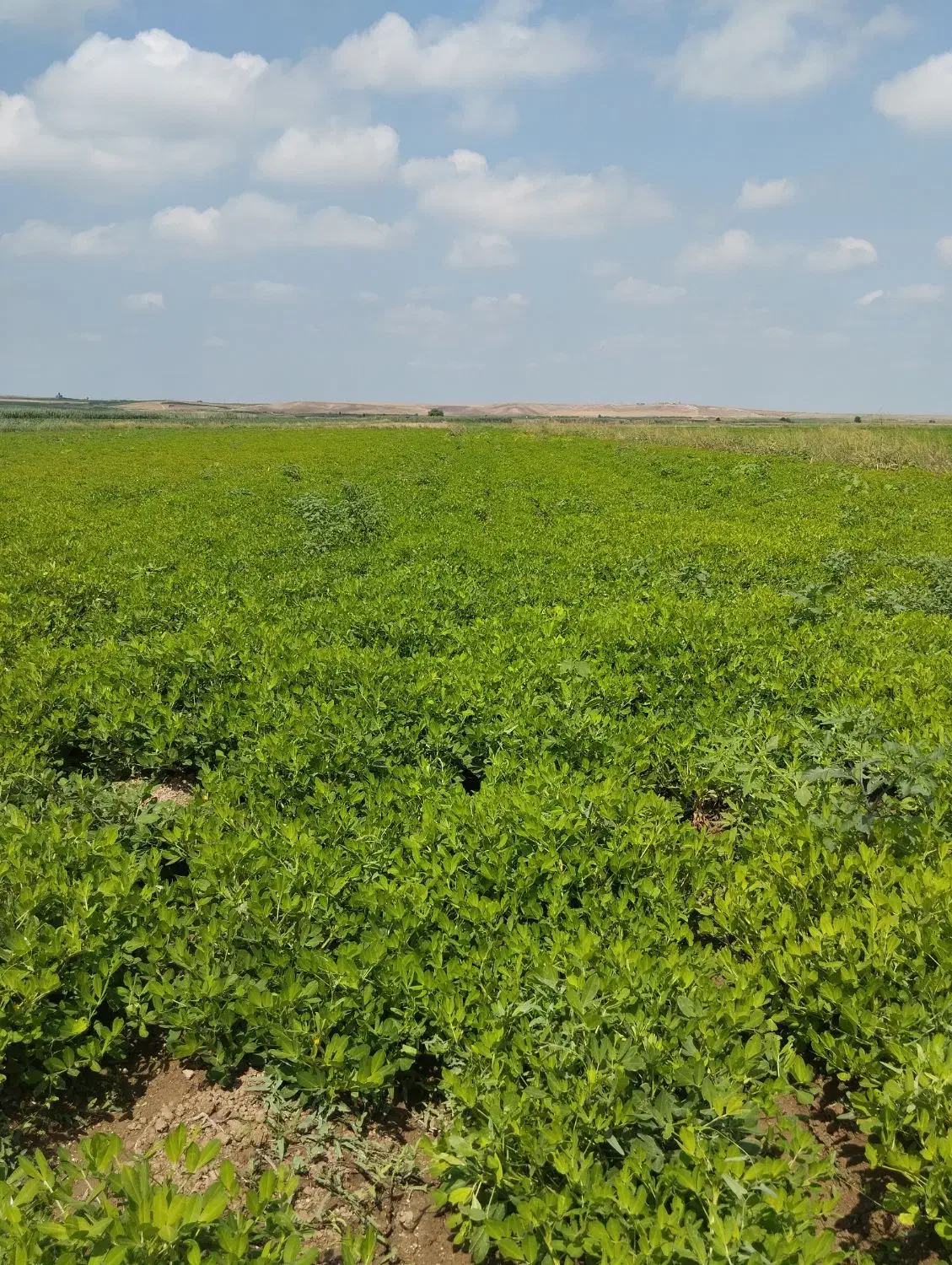 اجاره  برای کاشت  سیر واقع 2هکتار کانال 7|فروش دفتر صنعتی، کشاورزی، تجاری|پارسآباد, |دیوار