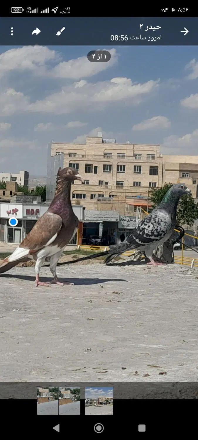 سبز|پرنده|شیروان (خراسان), |دیوار