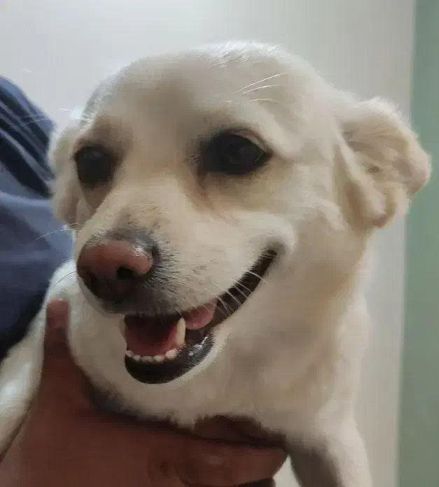 سگ ماده پامر|سگ|ایلام, |دیوار