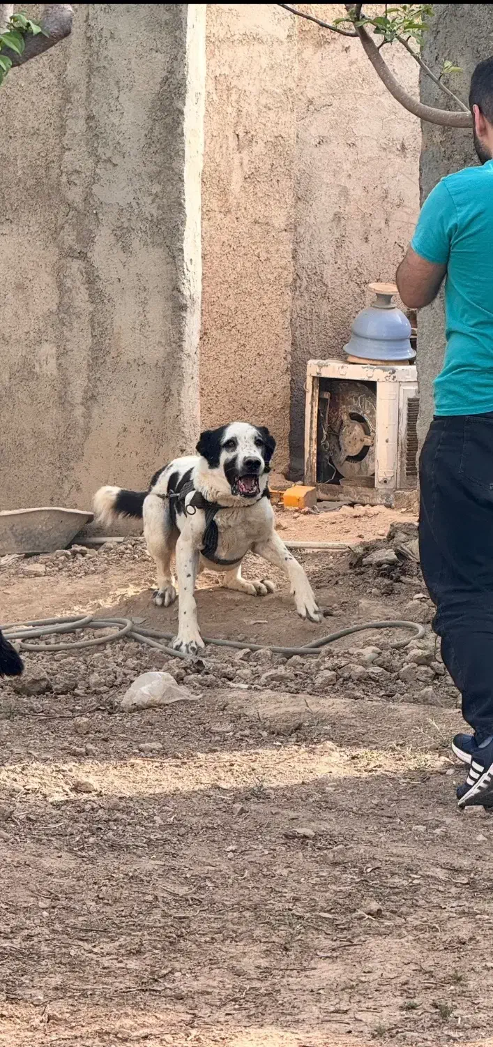 سگ سرابی|سگ|پاکدشت, پاکدشت (مامازند)|دیوار