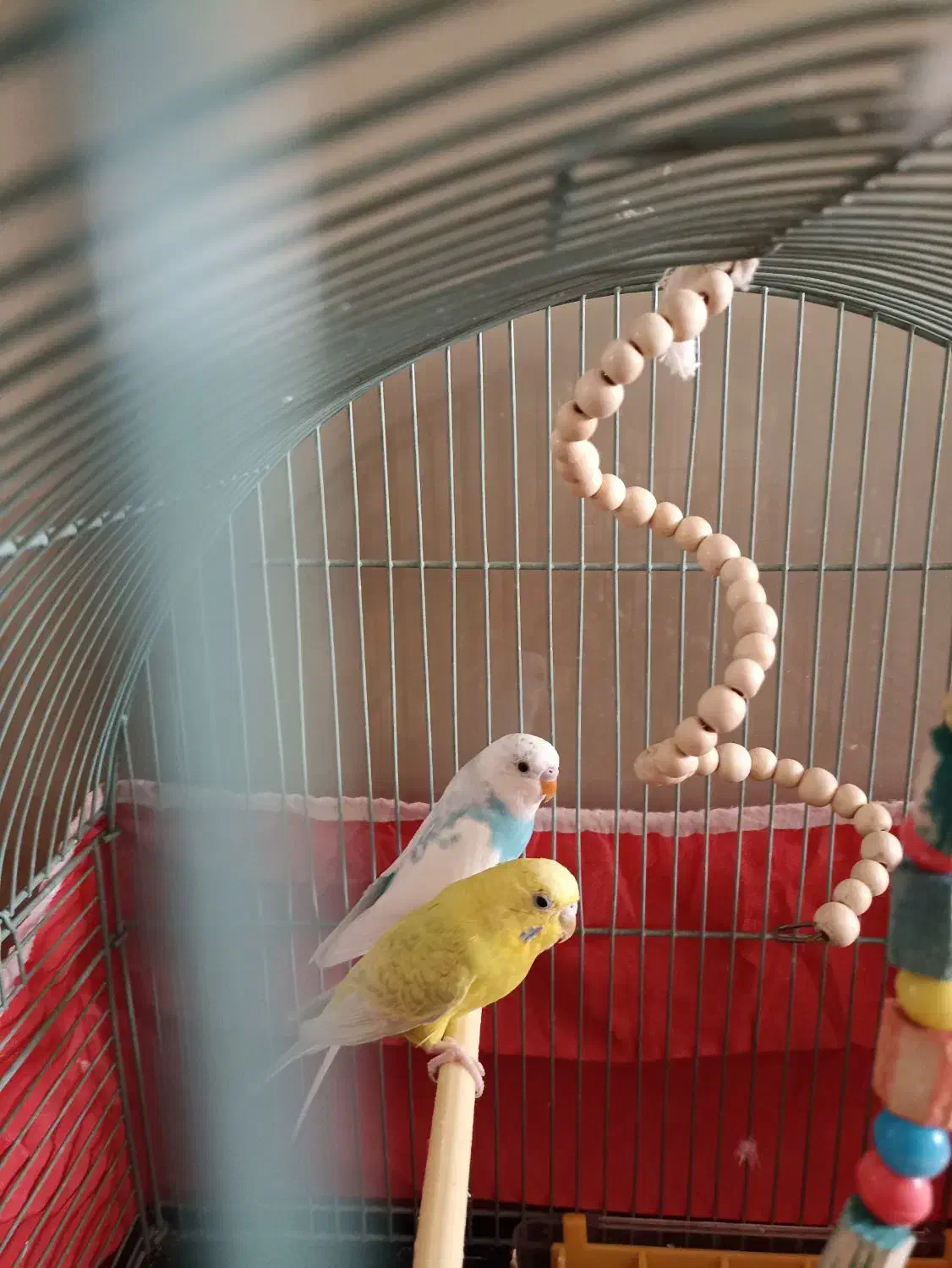 مرغ عشق|پرنده|پردیس, فاز ۸|دیوار