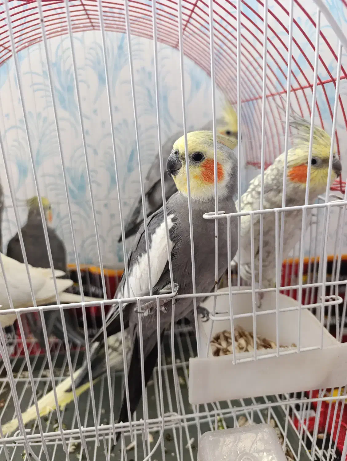 عروس هلندی|پرنده|جوانرود, |دیوار