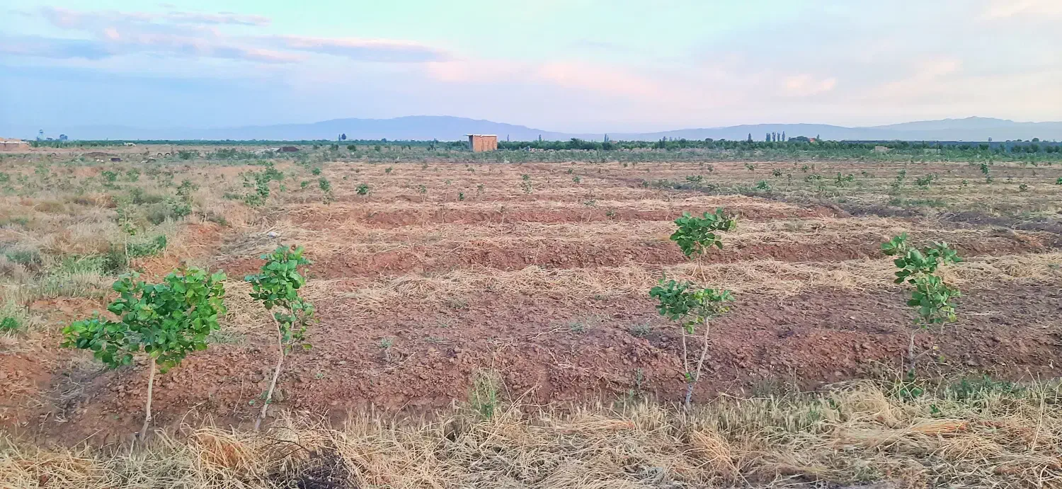 1000 متر باغچه پسته روستای شادات بوئین زهرا|فروش دفتر صنعتی، کشاورزی، تجاری|بوئین زهرا, |دیوار