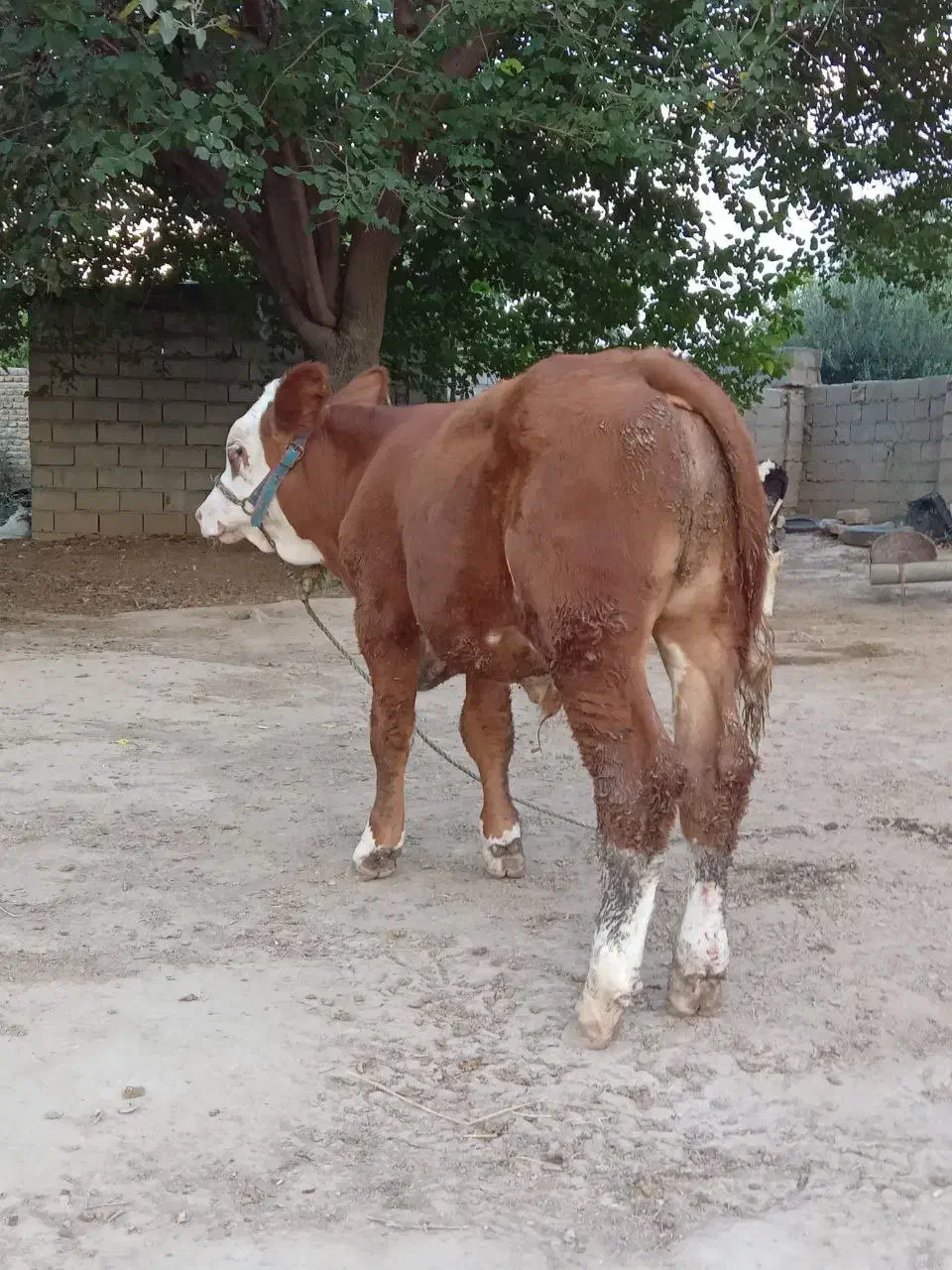 فروش گوساله پرواری|حیوانات مزرعه|شیروان (خراسان), |دیوار