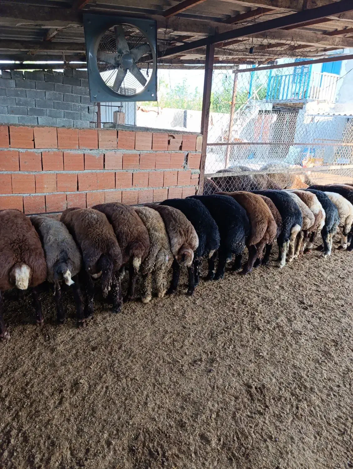 بره پرواری|حیوانات مزرعه|بندر گز, |دیوار