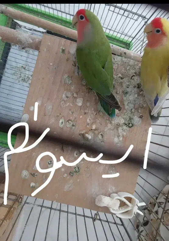 طوطی برزیلی عکسه سیل کن|پرنده|چرام, |دیوار