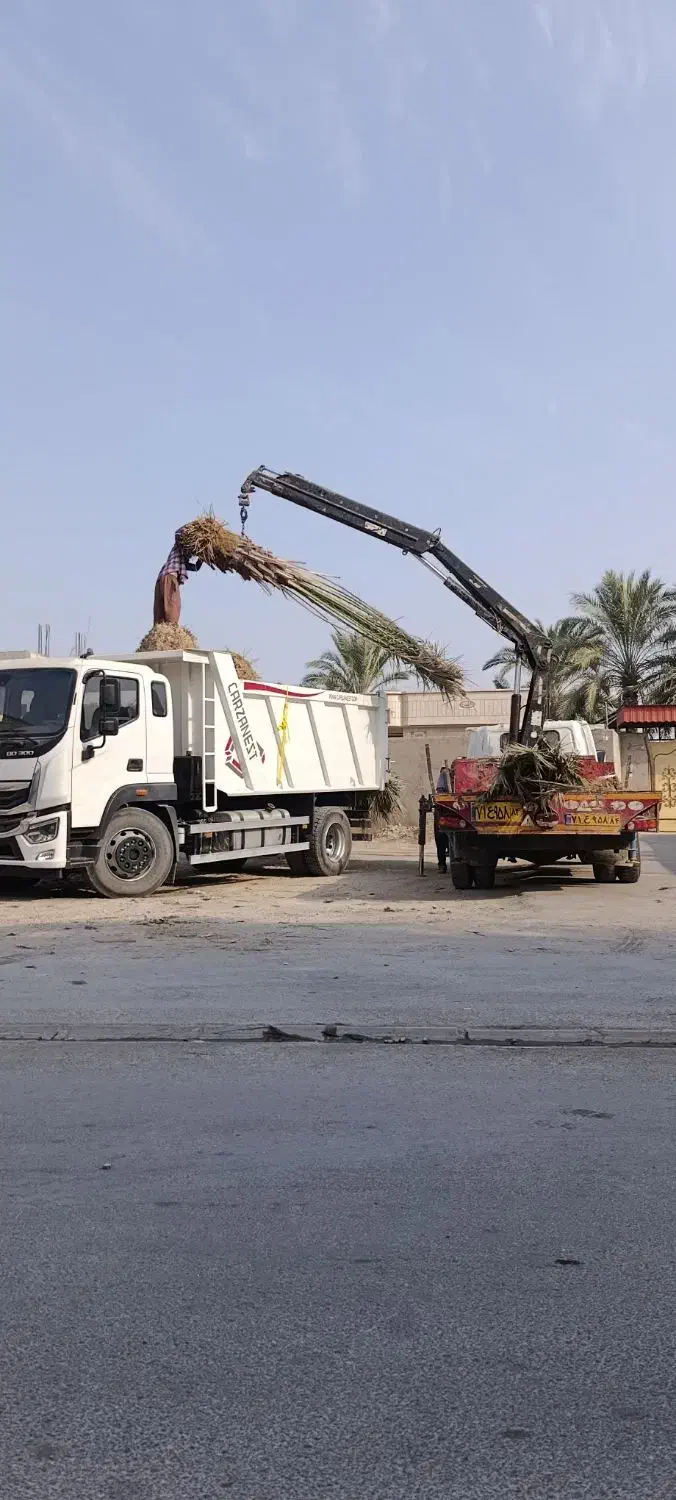 خرید نخل های زیر 5متر با ریشه فقط تعداد بالا|خدمات باغبانی و درختکاری|آبپخش, |دیوار