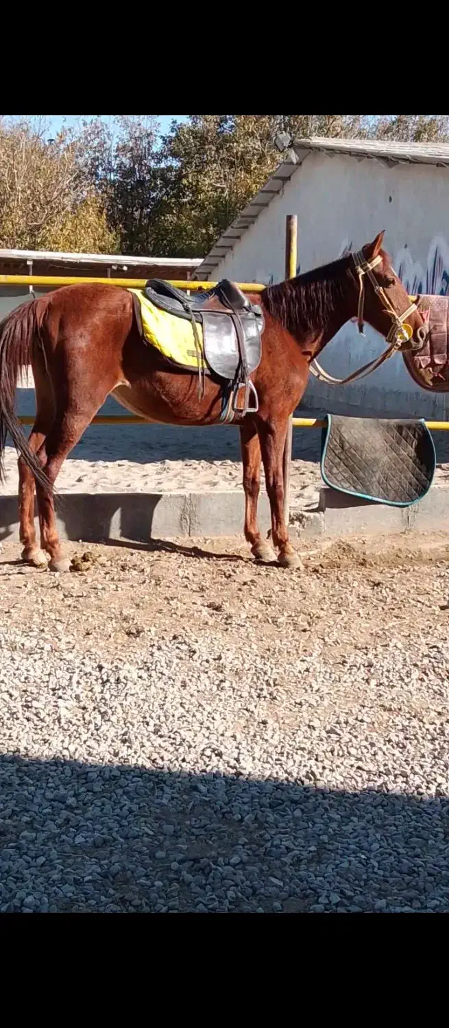 اسب مادیان مشتری واقعی زنگ بزنه ممنون|اسب و تجهیزات اسبسواری|مراغه, |دیوار